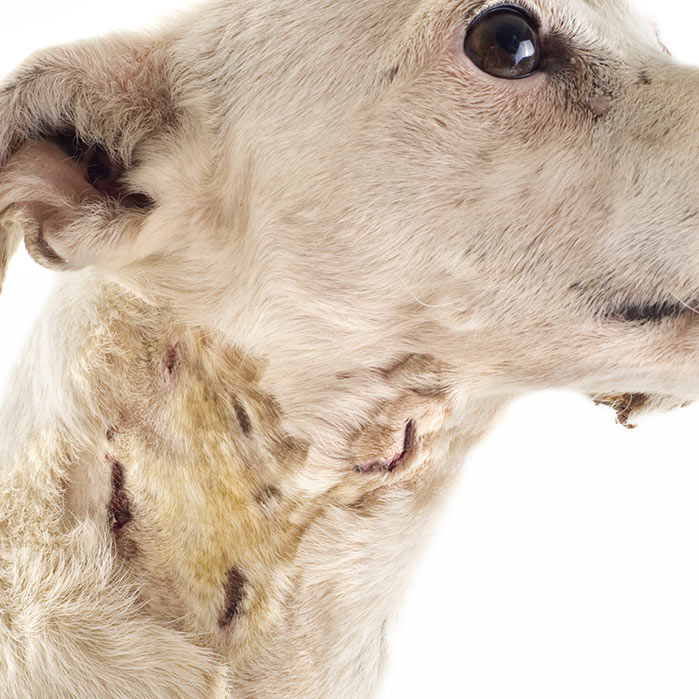 dog with bite marks from dog fight puncture wounds on the neck thumbnail