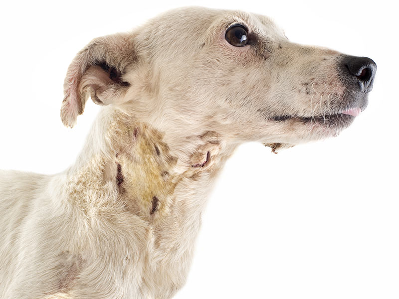 dog with bite marks from dog fight puncture wounds on the neck