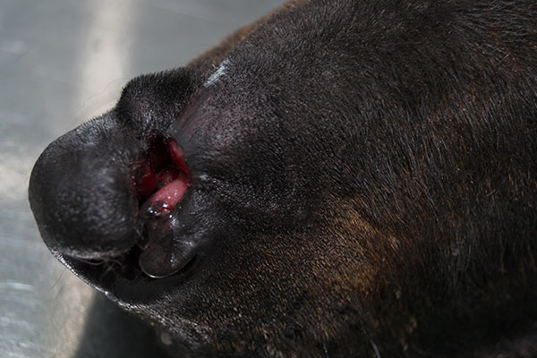 dog with bite wound on nose - open wound