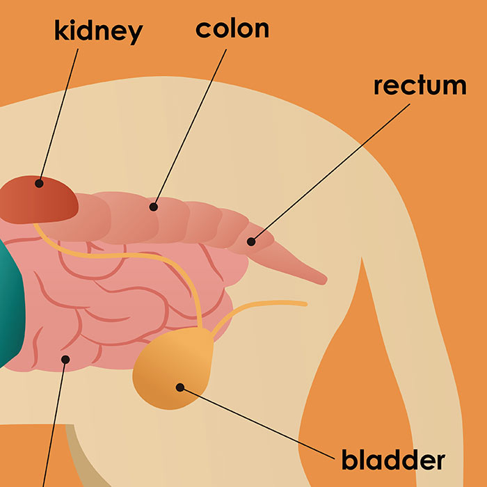 feline kidney illustration thumbnail