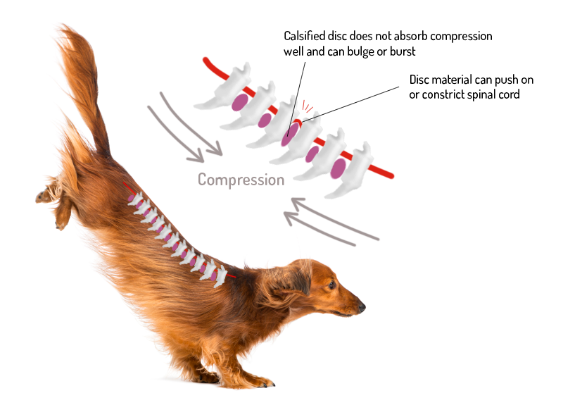 IVDD Explanation. Intervertebral disc disease (IVDD) in dogs. IVDD in dogs. Cervical and thoracolumbar regions.