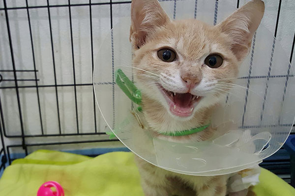 kitten with elizabethian collar cone at vet in crate