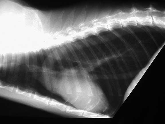 normal feline lung xray