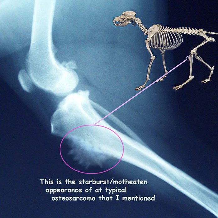 Signs of Osteosarcoma (Bone Cancer) in Dogs. Sarcoma in dogs