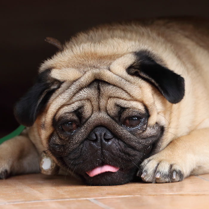 sick pug Brachycephalic dogs Dog breathing problems Brachycephalic dog breeds thumbnail Pug Bow Wow Meow Pet Insurance