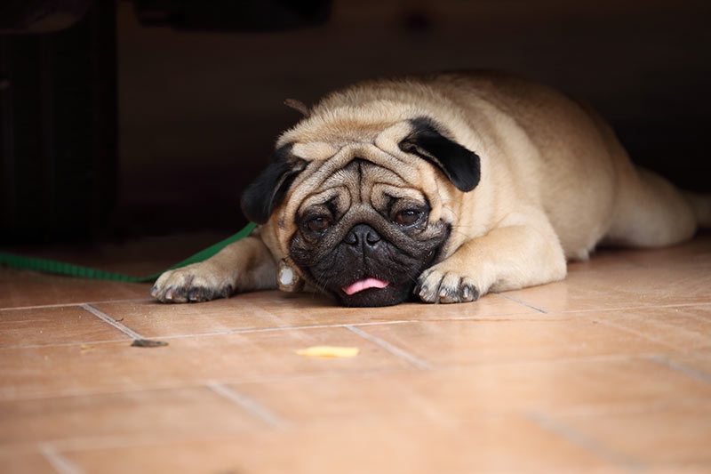 sick pug Brachycephalic dogs Dog breathing problems Brachycephalic dog breeds