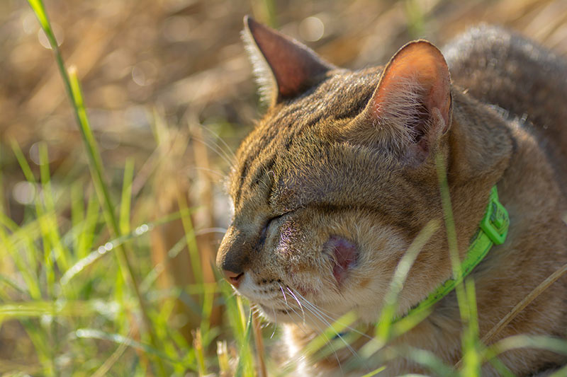 tabby cat with bite wound in face