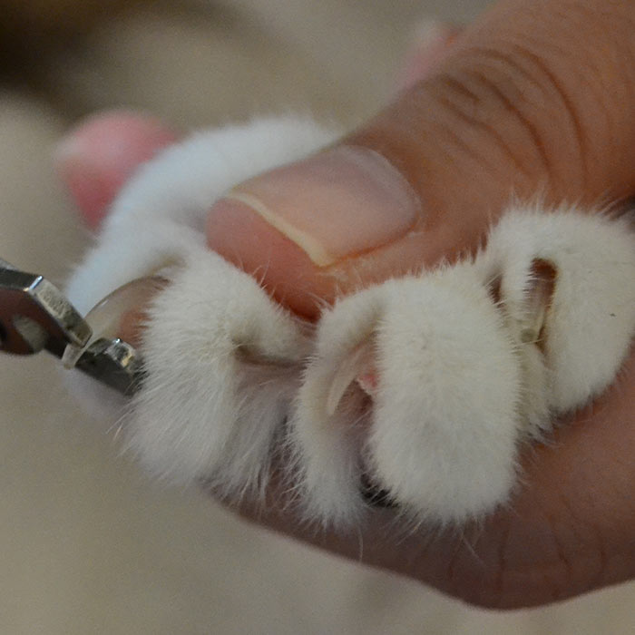 trimming cat nails with nail clipper thumbnail