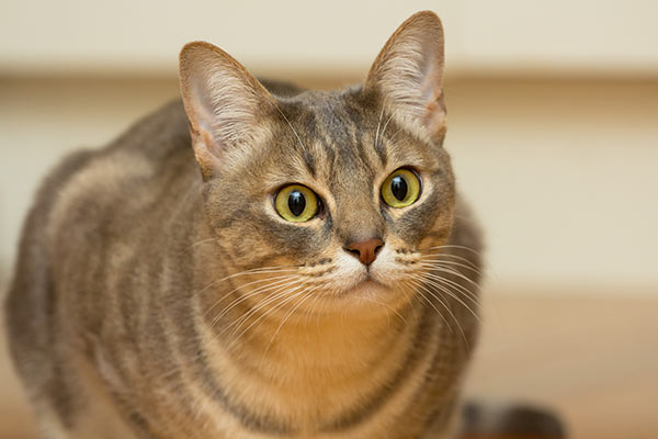 australian mist cat sitting in hallway looking ahead