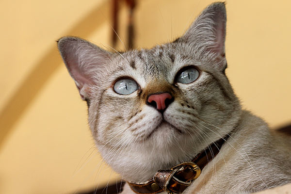 australian mist cat sitting in hallway looking up