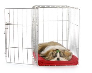 Puppy sleeping inside crate