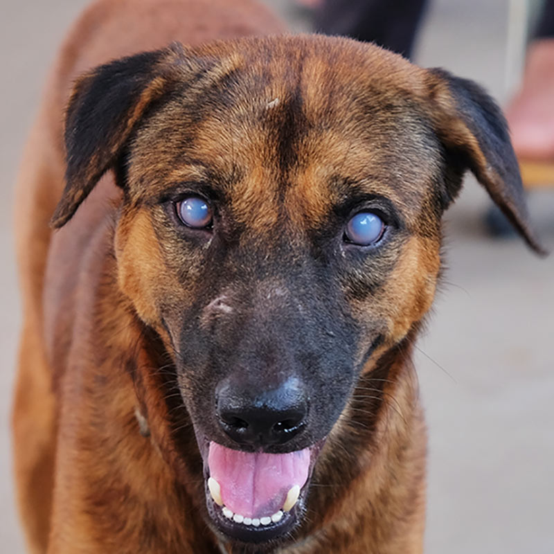 Blue eyes or uveitis due to Blood parasite E.canis in brown mixed breed domestic dog thumbnail