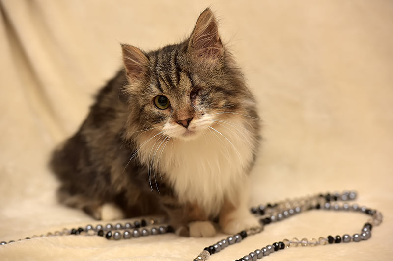 One-eyed fluffy cat after surgery