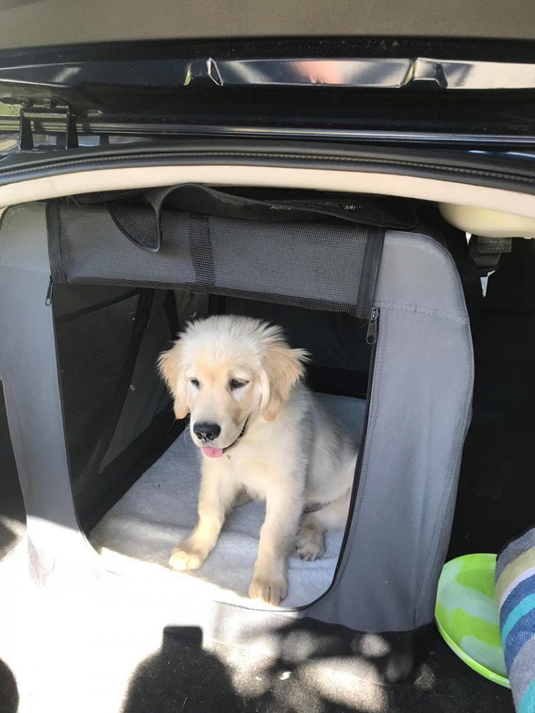 Paddy in crate