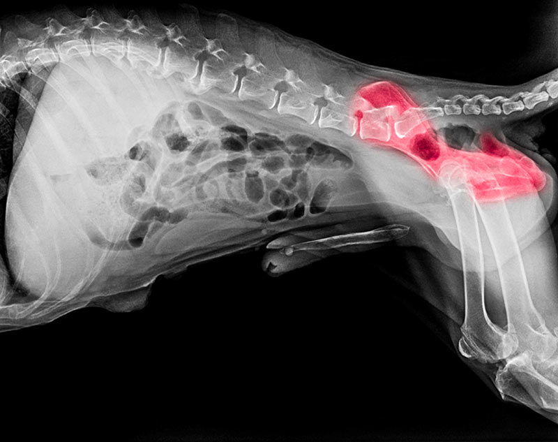 X-ray film of dog lateral view with red highlight in hip bone pain area or hip dysplasia dog- Veterinary medicine- Veterinary anatomy Concept - Image