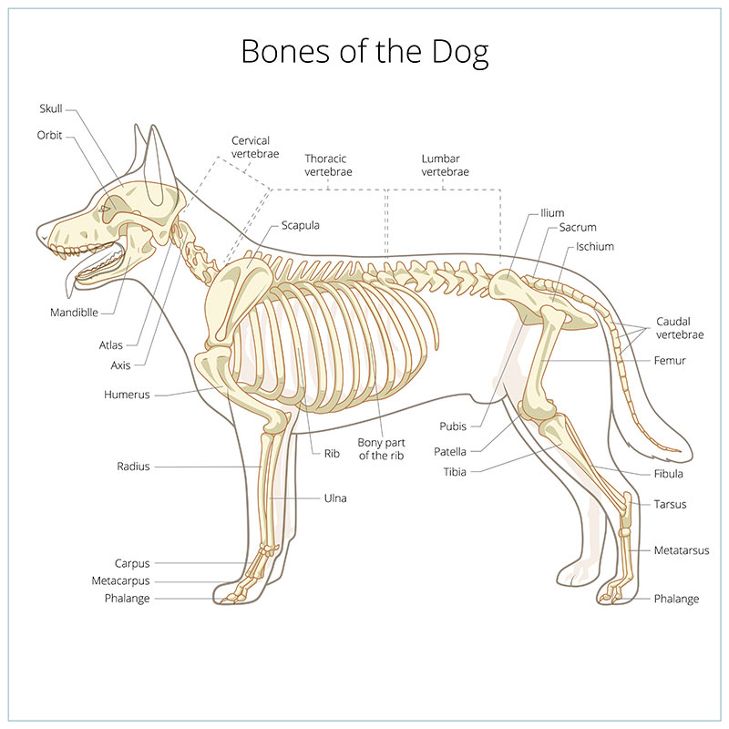 bones of the dog - dog skeleton