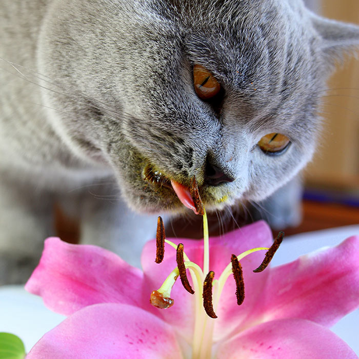 cat and lily thumbnail