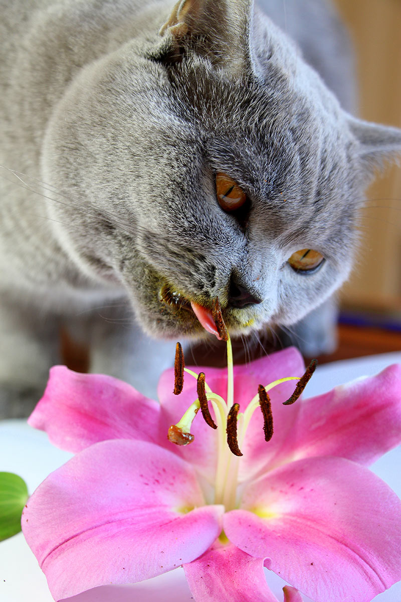 cat and lily