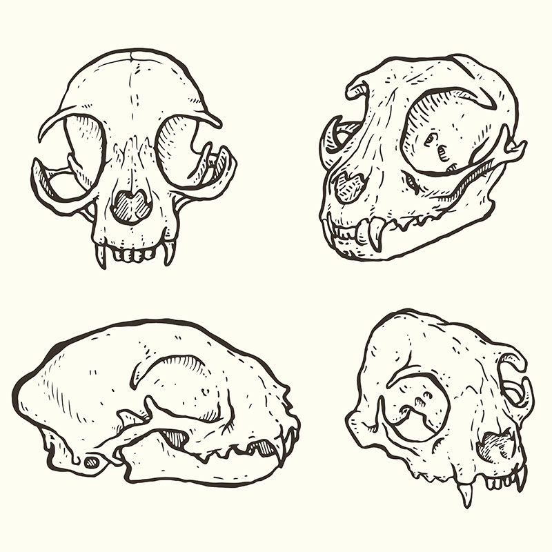 cat skull drawings