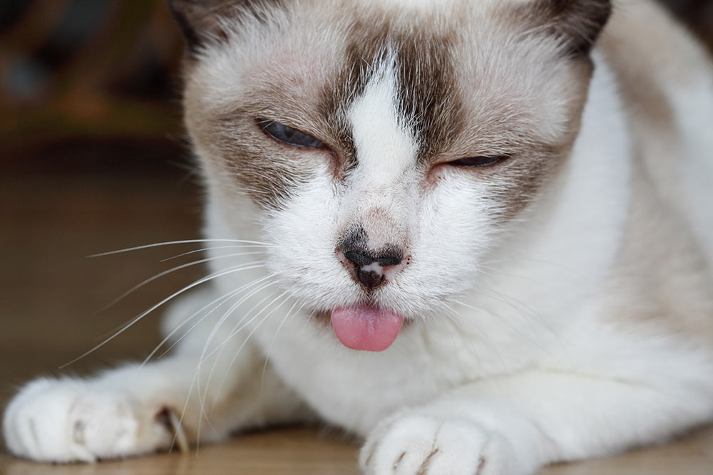 Cat tongue hanging out ,Signs of dental disease , toothache, chronic ulcerative paradental stomatitis (CUPS)