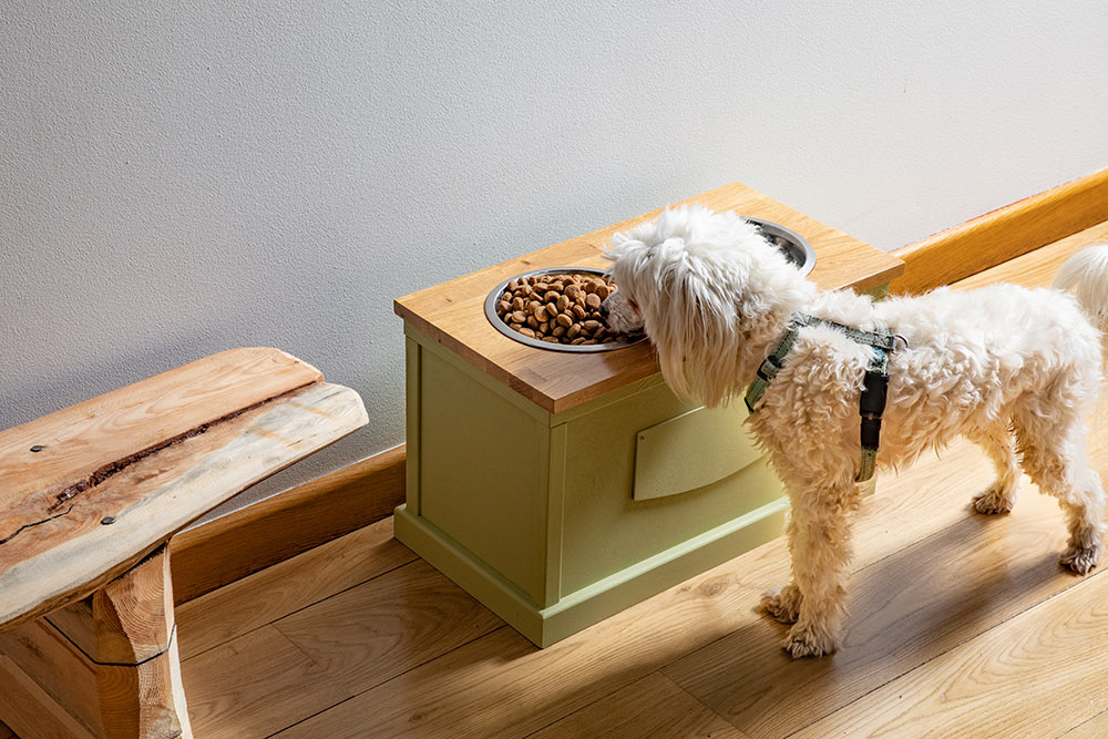 cavoodle cavapoo with raised food bowl