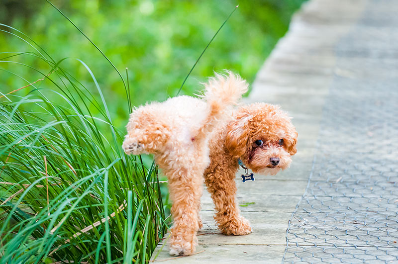 cavoodle dog urinating in park urine marking. Polyuria in dogs, polydipsia in dogs, frequent urination in dogs, excessive thirst in dogs, polyuria in cats, polydipsia in cats, frequent urination in cats, excessive thirst in cats