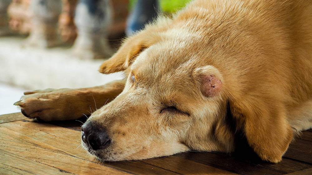 Lump on head of dog. Benign tumor on dog; benign growth on dog; non cancerous tumours in dogs