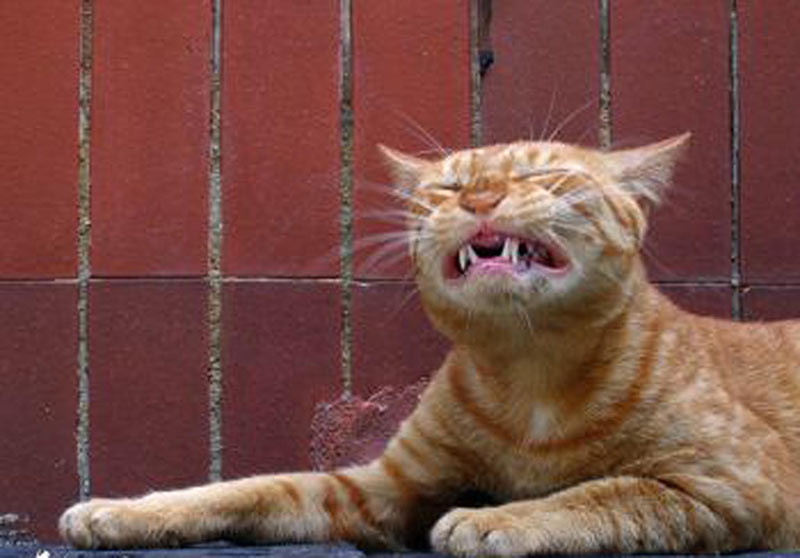 sick ginger cat in pain screaming