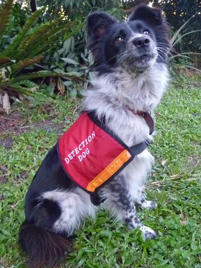 Maya the wildlife helper koala detection dog