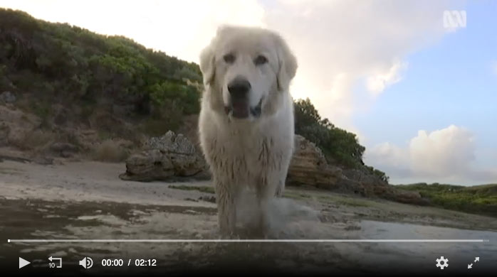 Mezzo Penguin Guard Dog Maremma