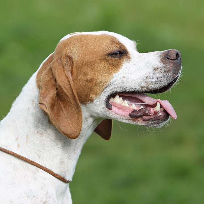 English pointer thumbnail