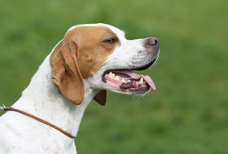 English pointer