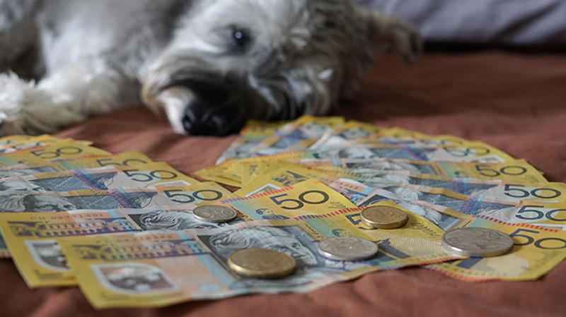 Pet insurance that covers ivdd Australia Bow Wow Meow