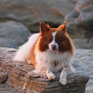 benji german spitz on rock