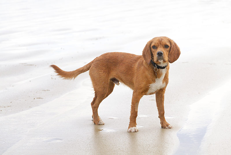 beaglier on beach