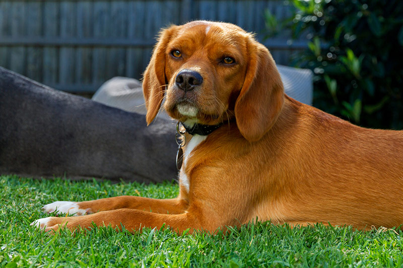 beaglier on lawn