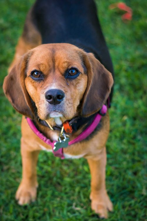 beaglier outside portrait