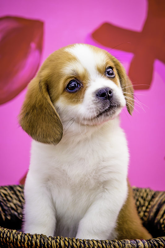 beaglier puppy in basket