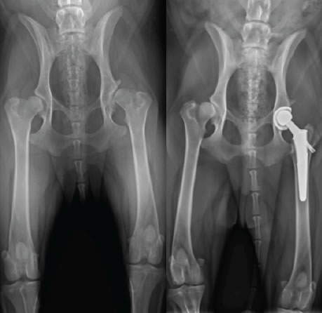 THR 1 - X-ray showing dog canine hip before and after Total Hip Replacement surgery