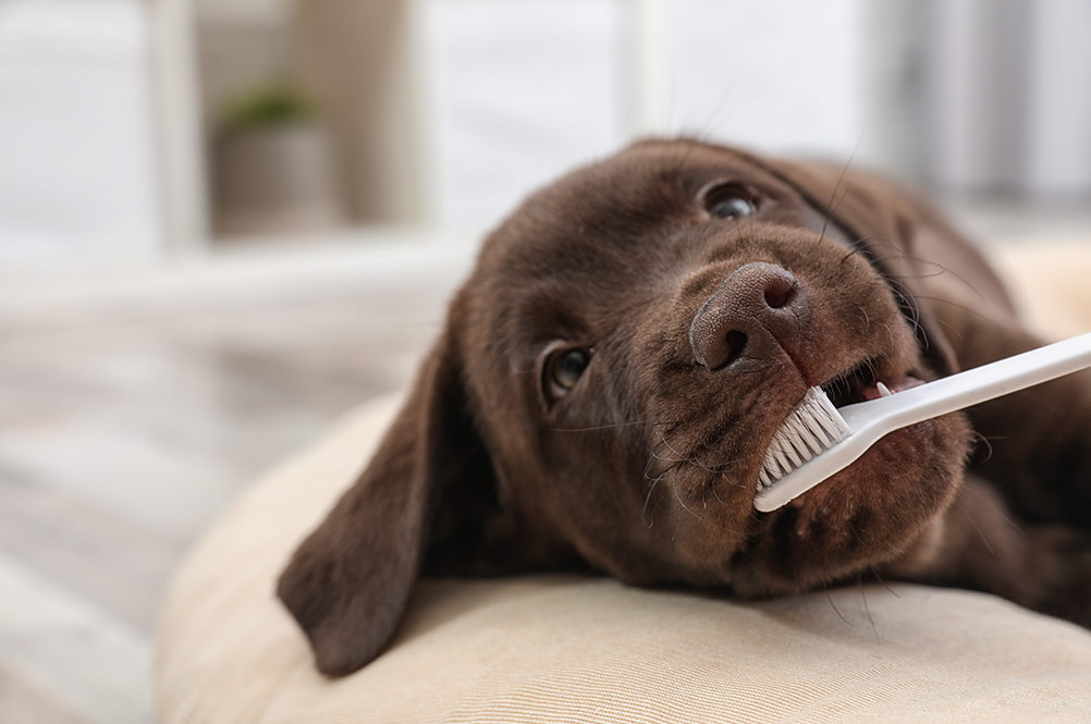 Owner is combing out the fur of retriever puppy after shower