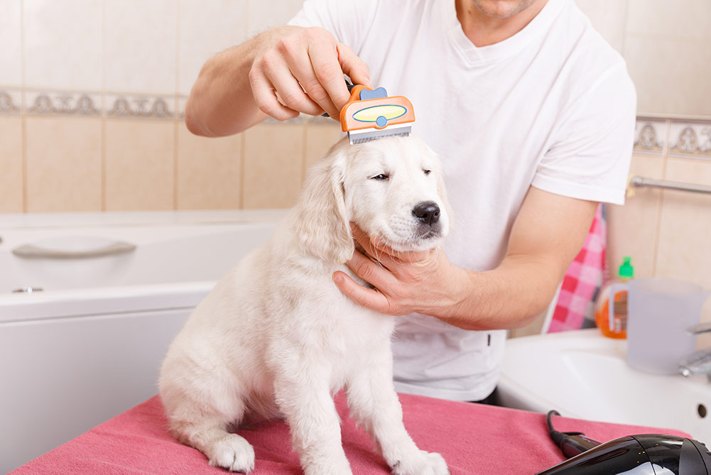 Owner is combing out the fur of retriever puppy after shower