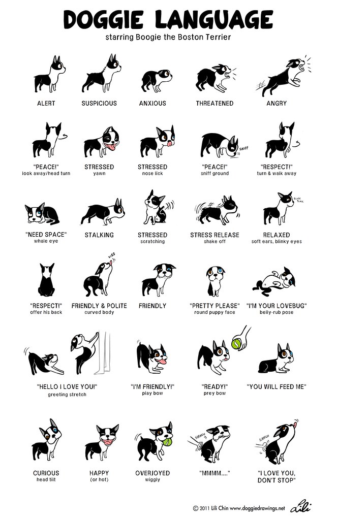 doggie language with boogie - Lili Chin