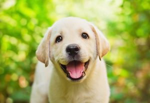 happy labrador puppy iwth a big smile on its face