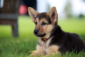 German shepherd puppy looking alert but interested on a warm summer day