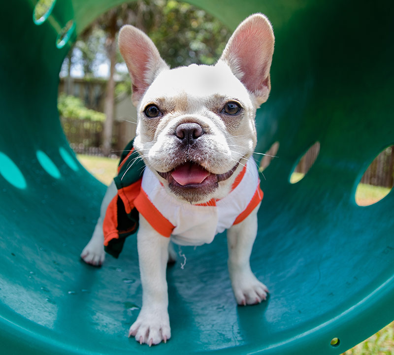 French Bulldog puppy at the dog park