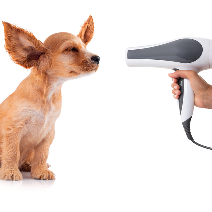 Cocker Spaniel Puppy getting his fur dried with a blower thumbnail