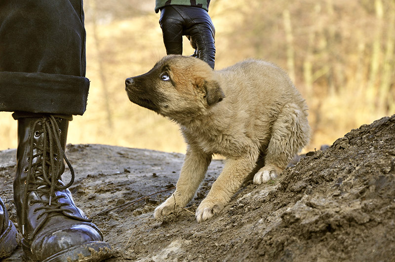 Man in dirty military shoes and leather glove tries to touch small trembling scared puppy sitting on the ground