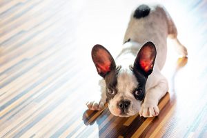 French bulldog puppy at home playbow puppy wanting to play