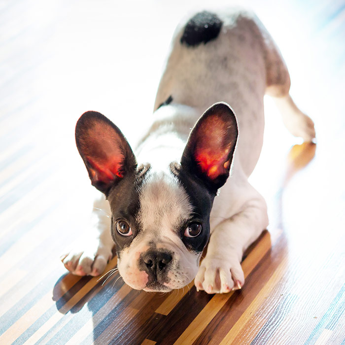 French bulldog puppy at home playbow puppy wanting to play - thumbnail