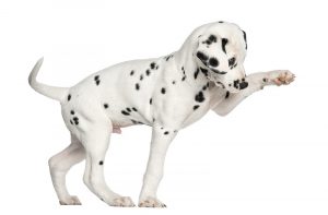 Side view of a Dalmatian puppy pawing up